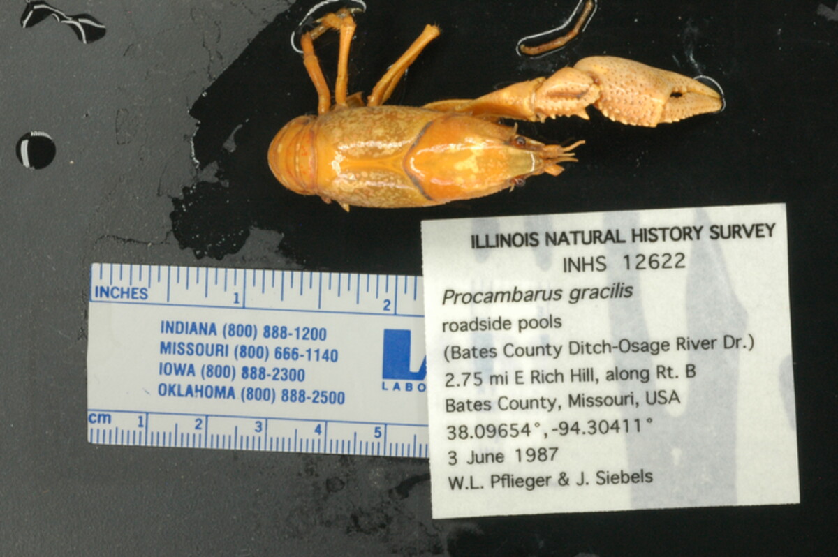 Procambarus gracilis image